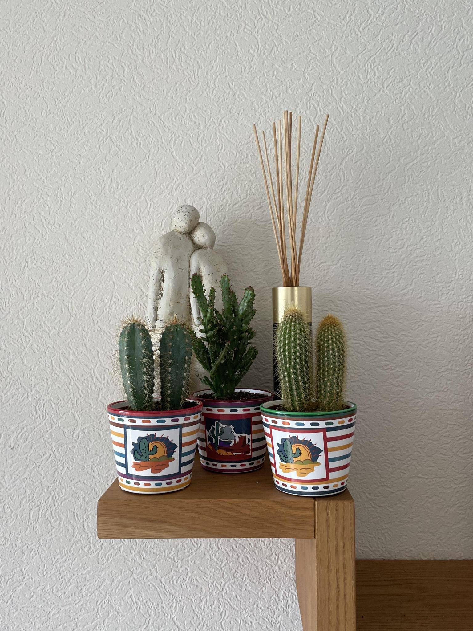 Trio de Cactus Mexicains- La Green Touch - Image 3