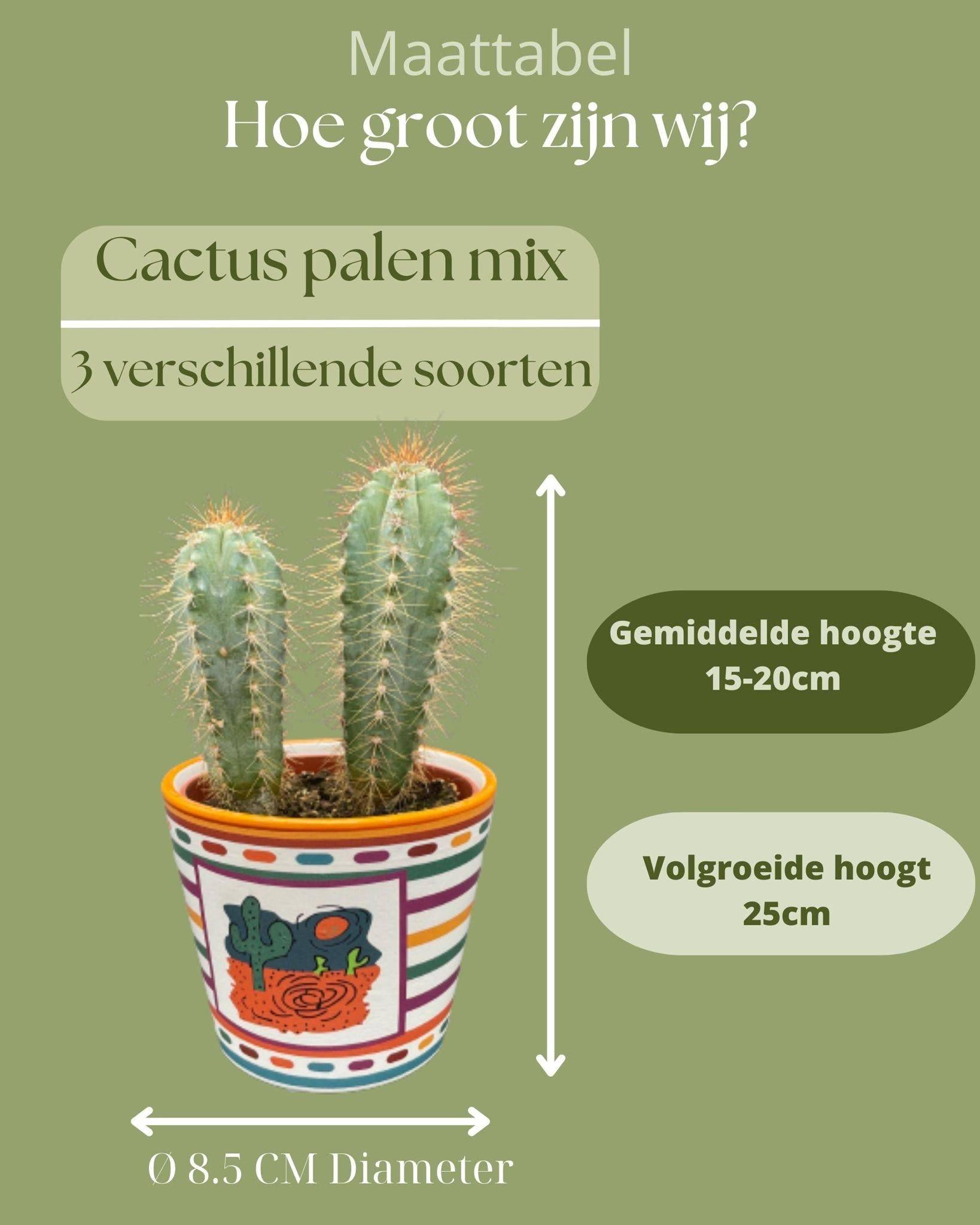 Trio de Cactus Mexicains- La Green Touch - Image 4