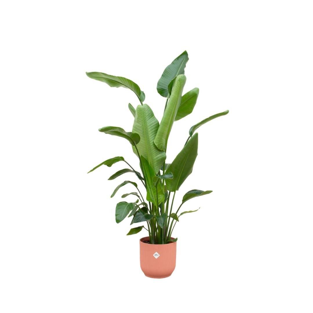 La Green Touch - Strelitzia Nicolai 170 cm et son pot- La Green Touch Rose - Hauteur 170cm