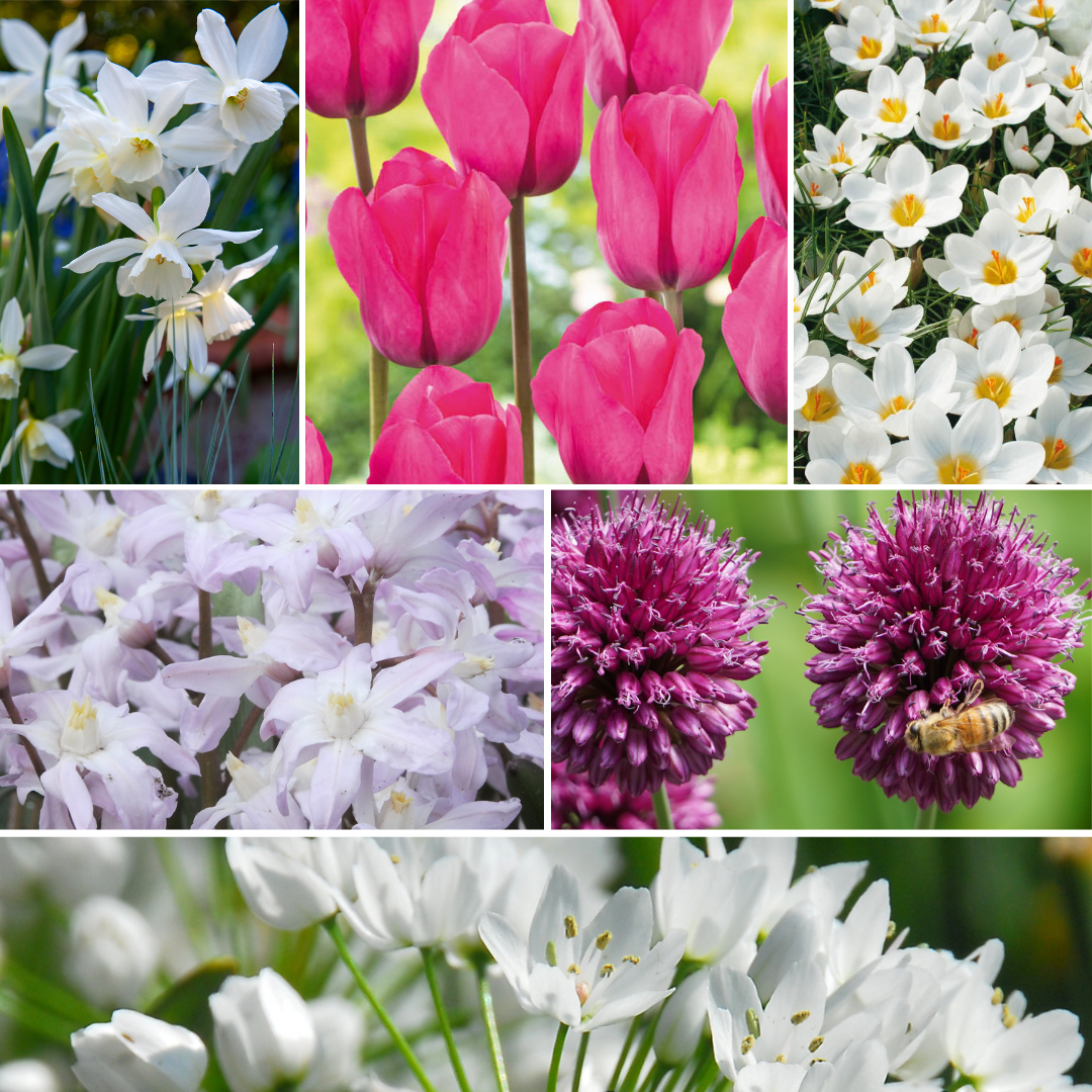 Plant In A Box - Mélange de bulbes pour le jardin - Set de 125 - Allium Narcissus Muscari, Tulipa - Image 2