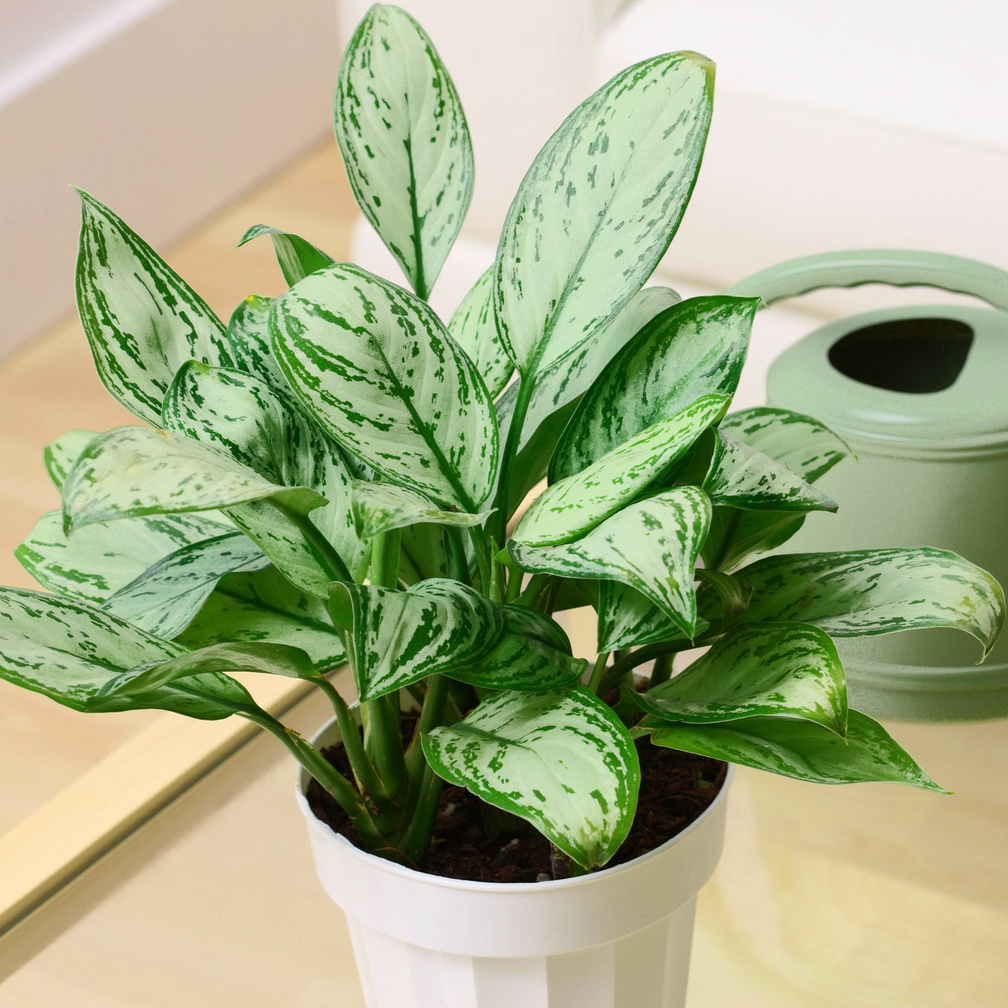 Gardenersdream - Aglaonema Maria Christina – Plante Chinoise À Feuilles Persistantes | Plante Pour La Maison Ou Le Bureau | 25-35 Cm - GardenersDream - Image 1
