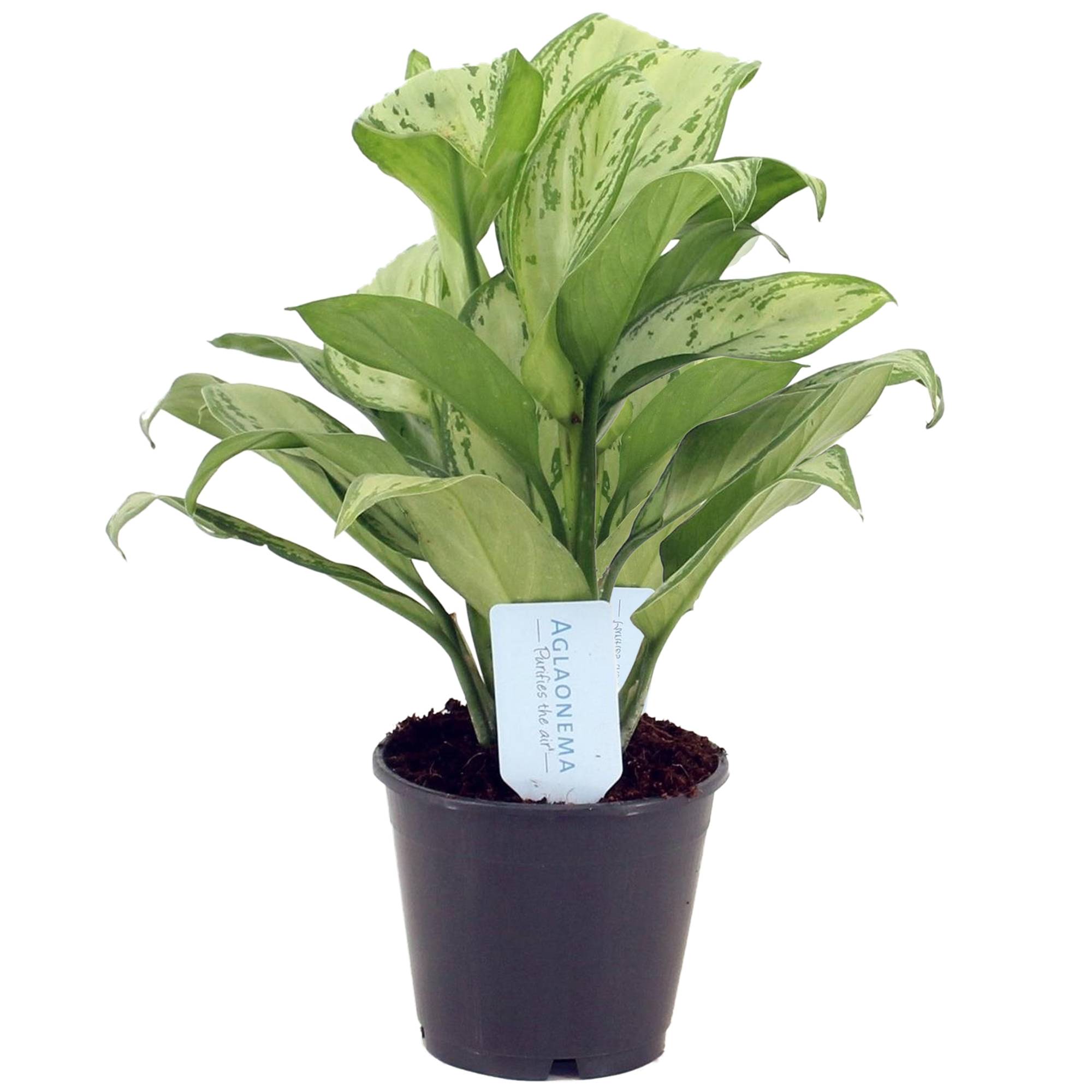 Gardenersdream - Aglaonema Maria Christina – Plante Chinoise À Feuilles Persistantes | Plante Pour La Maison Ou Le Bureau | 25-35 Cm - GardenersDream - Image 2