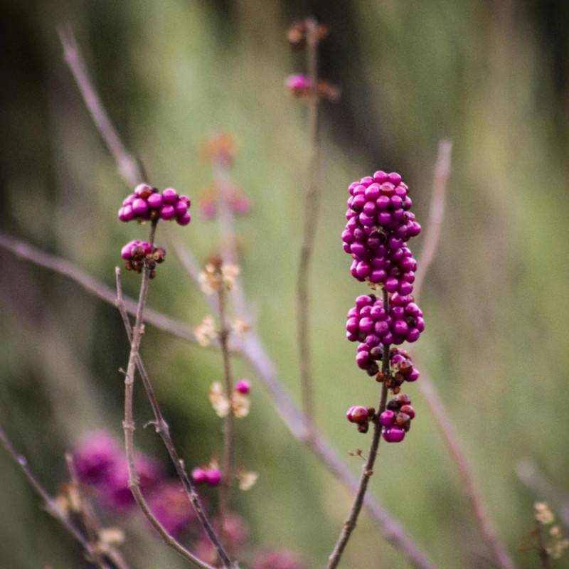 Callicarpa, Arbuste aux bonbons Profusion à fleurs Blanche - feuillage Caduc - Godet - 5/20 cm-  hauteur à maturité De 1,00 m à 1,50 m - Image 9