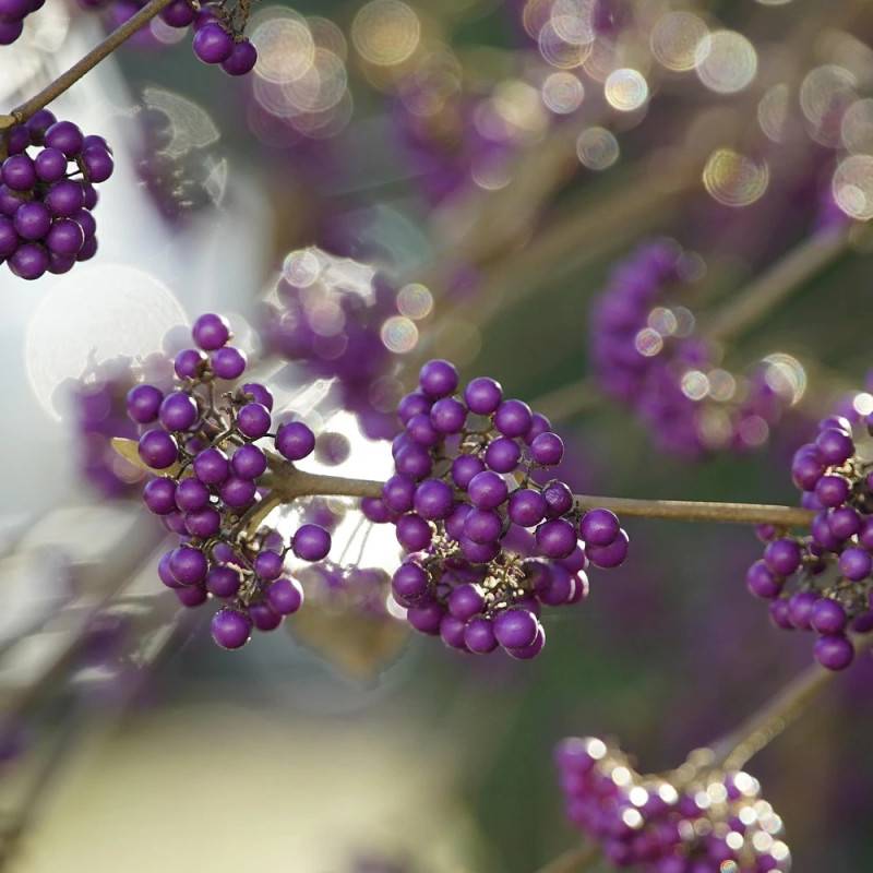 Callicarpa, Arbuste aux bonbons Profusion à fleurs Blanche - feuillage Caduc - Godet - 5/20 cm-  hauteur à maturité De 1,00 m à 1,50 m - Image 4