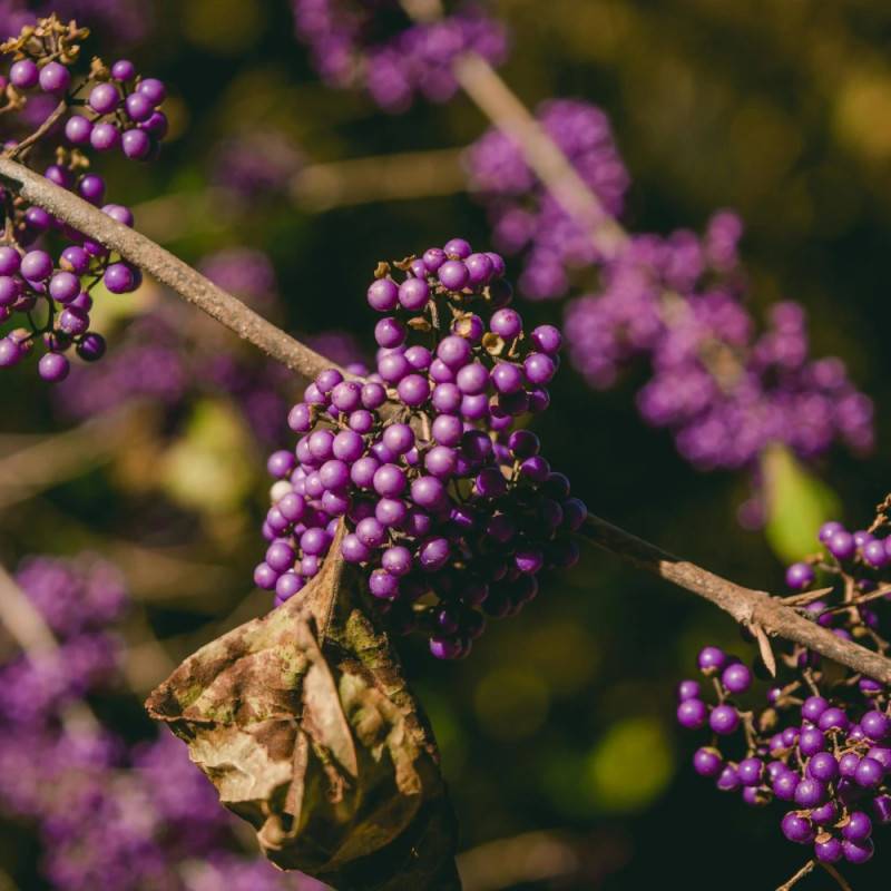 Callicarpa, Arbuste aux bonbons Profusion à fleurs Blanche - feuillage Caduc - Godet - 5/20 cm-  hauteur à maturité De 1,00 m à 1,50 m - Image 10