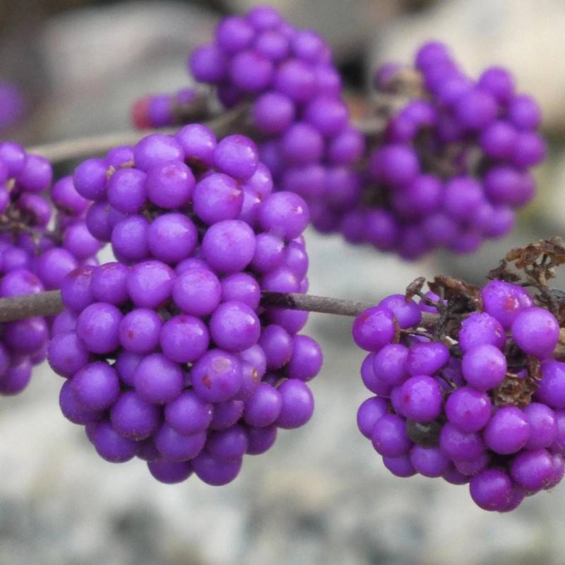 Callicarpa, Arbuste aux bonbons Profusion à fleurs Blanche - feuillage Caduc - Godet - 5/20 cm-  hauteur à maturité De 1,00 m à 1,50 m - Image 6
