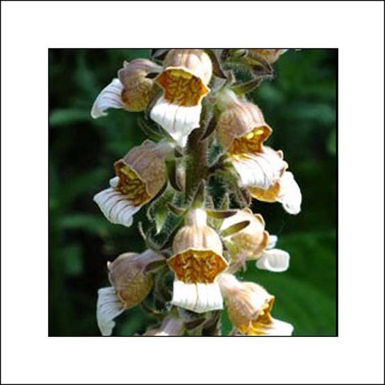 Digitale laineuse Café Crème - Digitalis lanata Godet de 8/9 cm