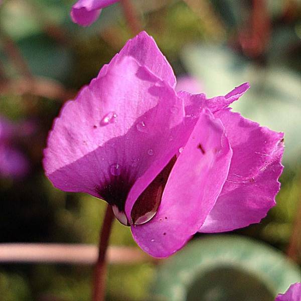 Promesse de Fleurs - Cyclamen coum Rose en godet Godet de 8/9 cm