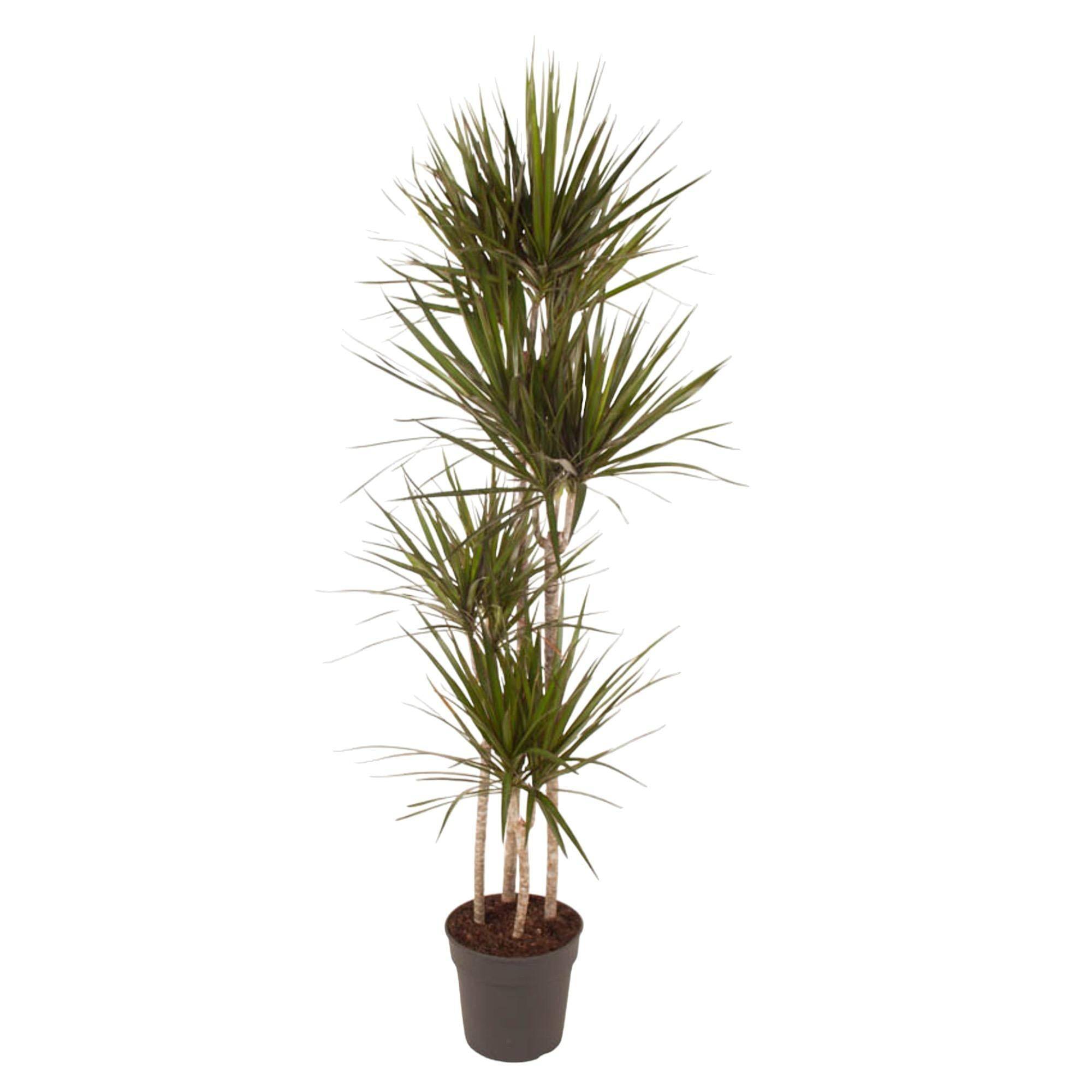 Dracaena Marginata - D27 H160cm