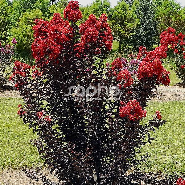 Lilas des Indes Black Diamond® Red Hot™, Lagerstroemia à fleurs Rouge/ - feuillage Caduc - Pot de 3L - Touffe - Image 1