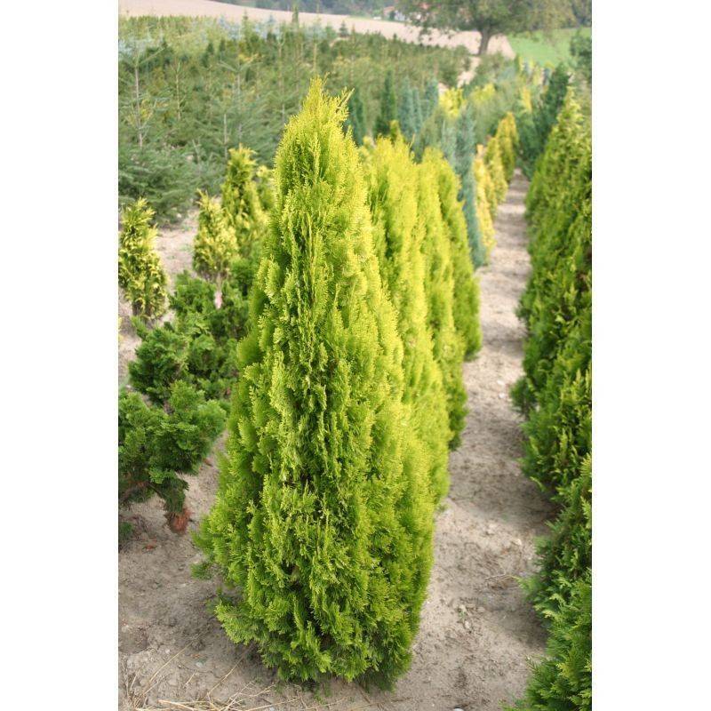 Thuya d'orient Pyramidalis Aurea, Thuja orientalis - Pot de 7,5L - 60/80 cm - Image 1