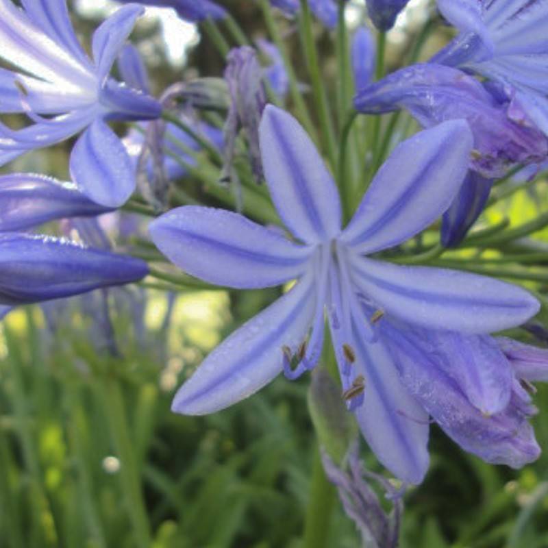 Promesse de Fleurs - Agapanthe Sunfield Pot de 4L/5L