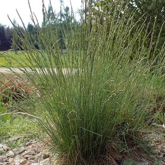Promesse de Fleurs - Fétuque des moutons - Festuca ovina Godet de 8/9 cm