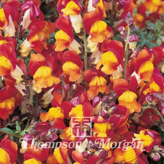 Graines de Muflier nain Rembrandt - Antirrhinum nanum le sachet de 2400 graines environ (0,4g)