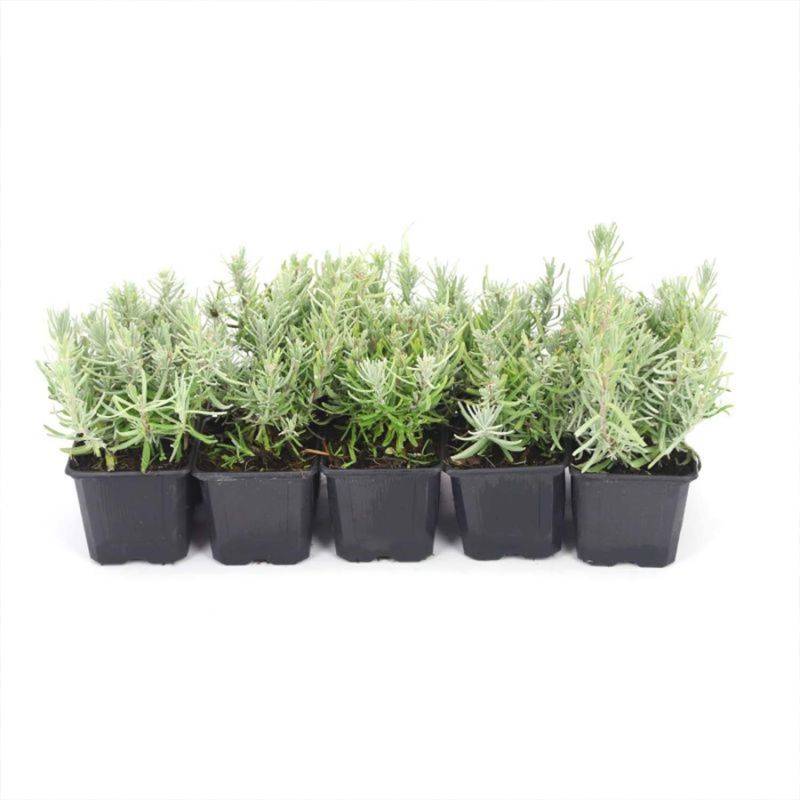 10 Lavande (Lavandula 'Angustifolia') - Haie de Lavande -  - Pépinières Naudet - Image 3