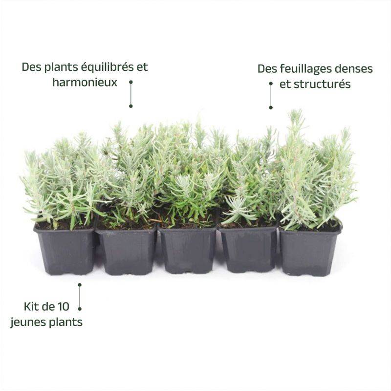 10 Lavande (Lavandula 'Angustifolia') - Haie de Lavande -  - Pépinières Naudet - Image 4