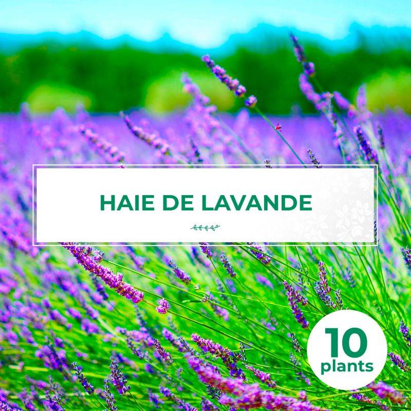 10 Lavande (Lavandula 'Angustifolia') - Haie de Lavande -  - Pépinières Naudet - Image 1
