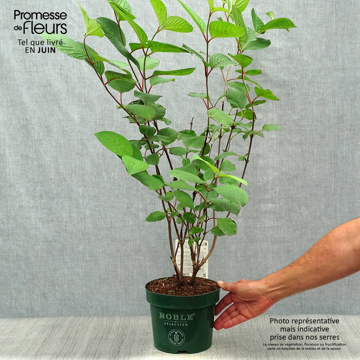 Viorne - Viburnum plicatum Grandiflorum Pot de 2L/3L - Image 2