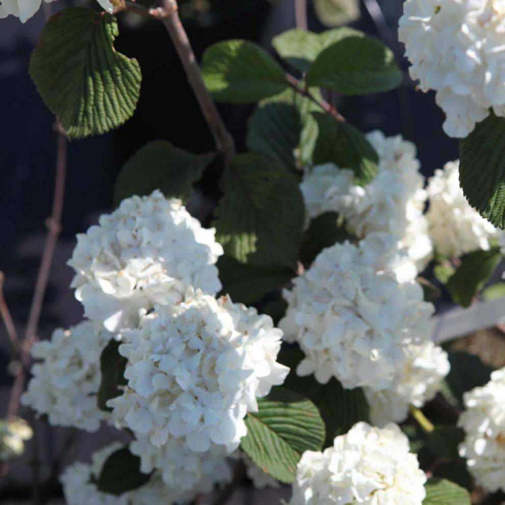 Viorne - Viburnum plicatum Grandiflorum Pot de 2L/3L - Image 1