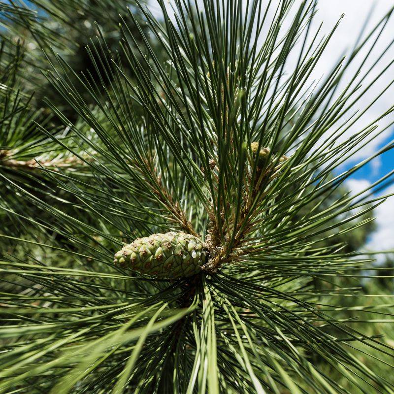 Pin noir (Pinus nigra austriaca) - Godet - Taille 20/40cm - Pépinières Naudet - Image 1