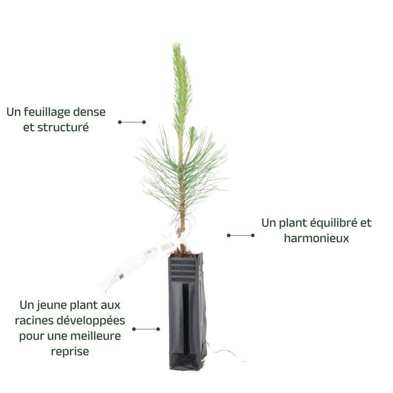 Pin noir (Pinus nigra austriaca) - Godet - Taille 20/40cm - Pépinières Naudet - Image 3