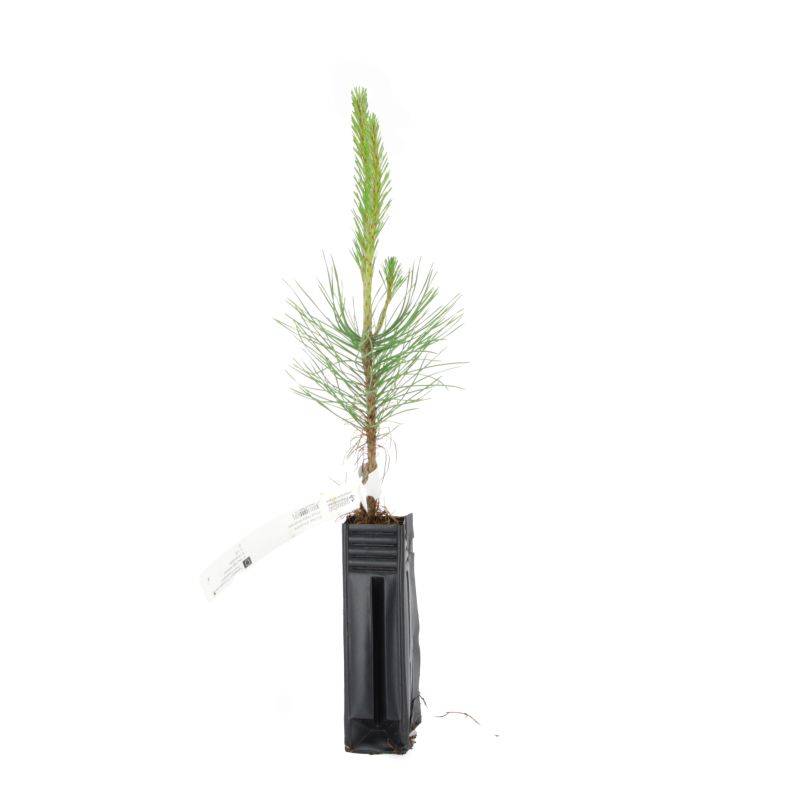 Pin noir (Pinus nigra austriaca) - Godet - Taille 20/40cm - Pépinières Naudet - Image 2