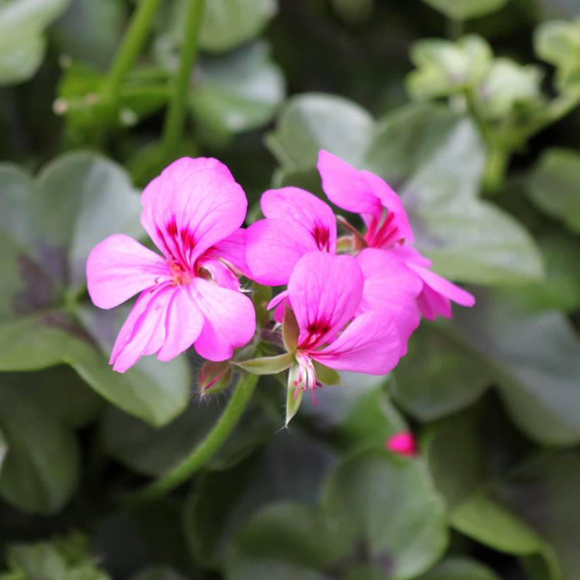 Géranium lierre Rainbow Amethyst - Pelargonium peltatum Mini-motte Ø 3/4 cm (par 5)