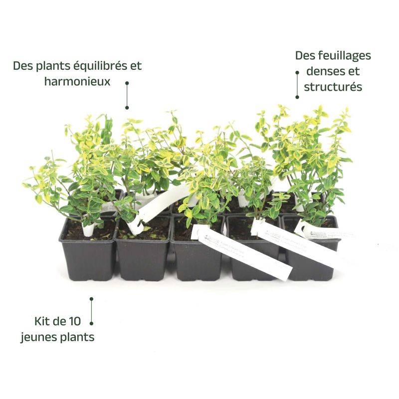 10 Fusains Emerald 'Gold' (Euonymus Fortunei 'Gold') - Haie Fusain Gold - - Pépinières Naudet - Image 4