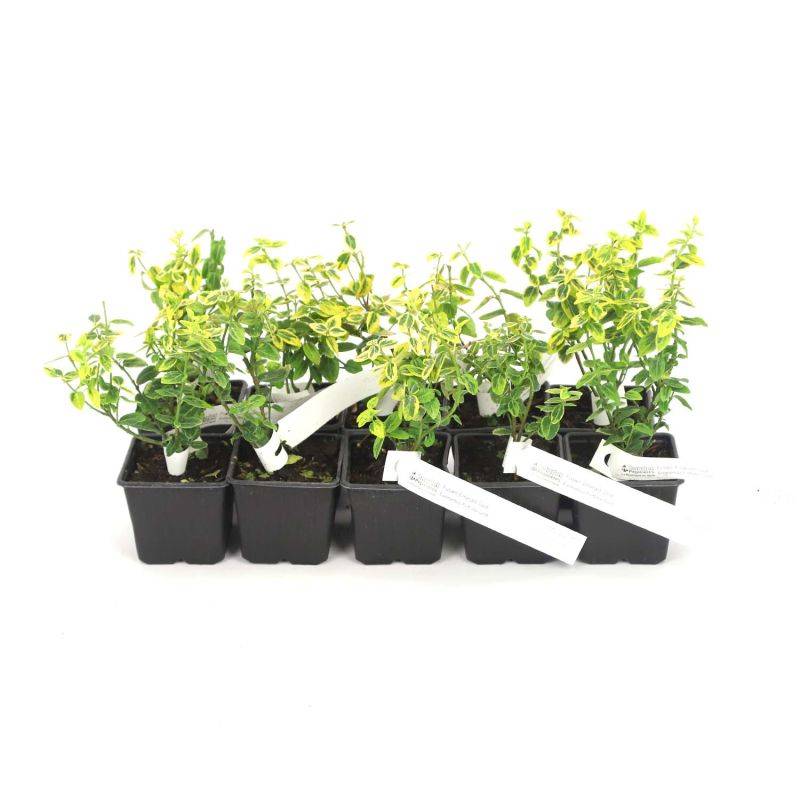10 Fusains Emerald 'Gold' (Euonymus Fortunei 'Gold') - Haie Fusain Gold - - Pépinières Naudet - Image 3