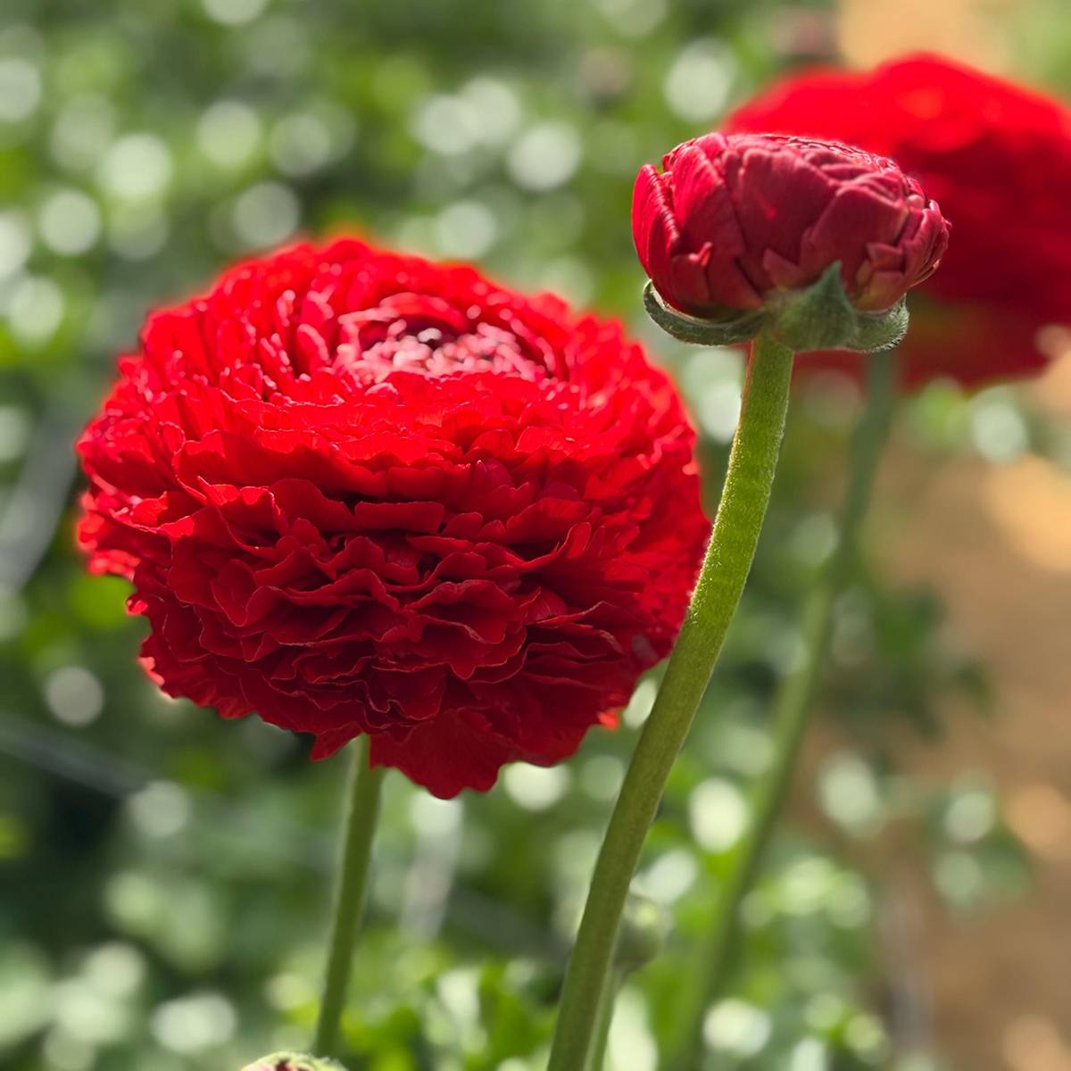 Promesse de Fleurs - Renoncule des fleuristes Romance Get Lucky – Ranunculus asiaticus Bulbe calibre 8+
