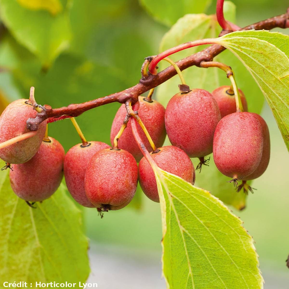 Kiwi arguta Ken's Red (femelle) - Kiwai - Actinidia arguta Godet de 8/9 cm