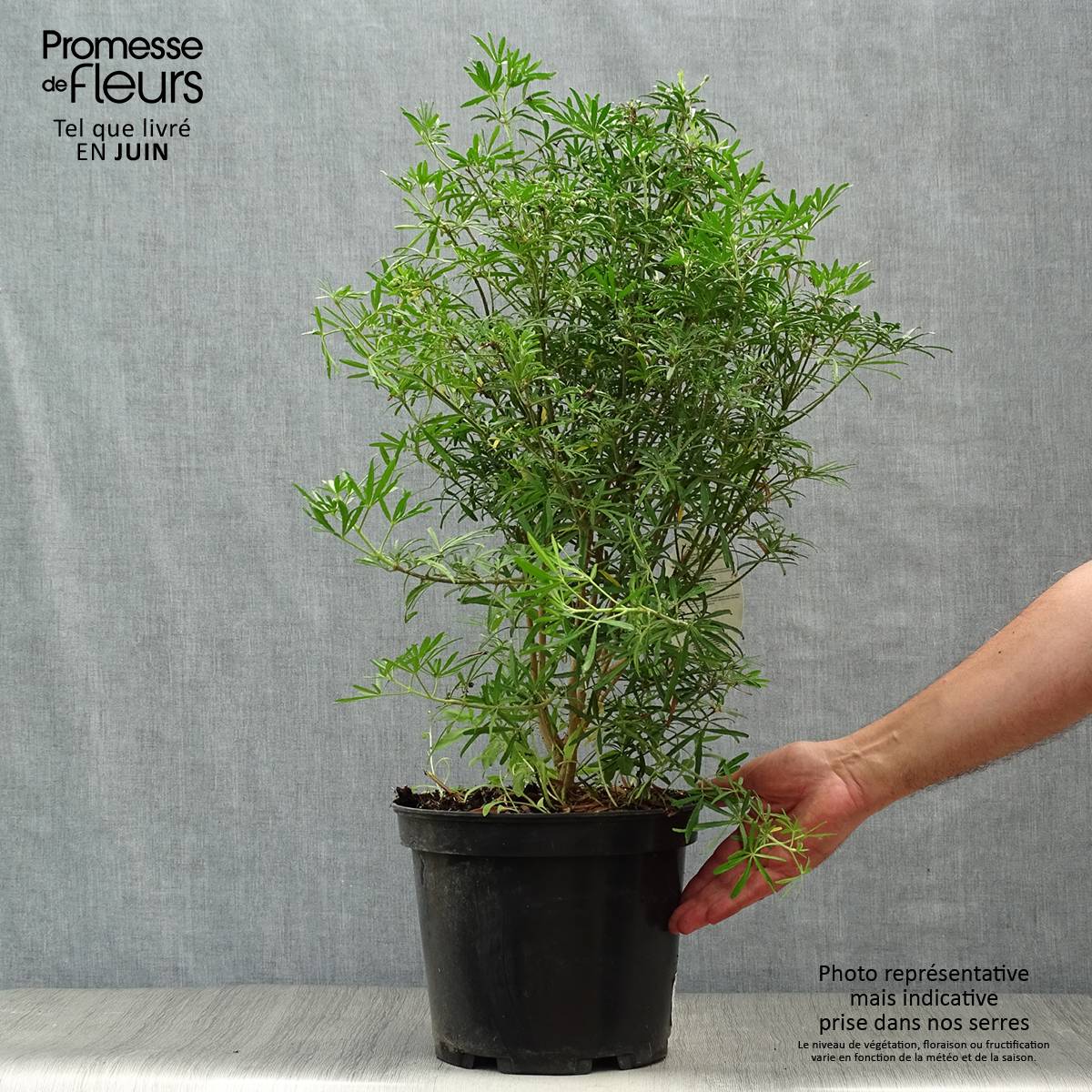 Choisya White Dazzler - Oranger du Mexique nain Pot de 7,5L/10L - Image 2