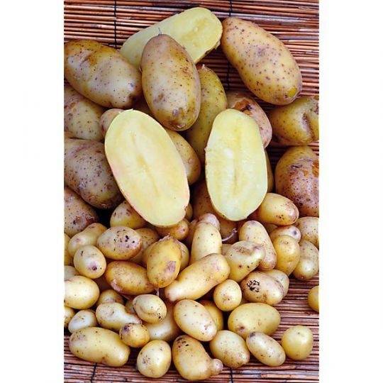 Pomme de terre Linzer Delikatess  Clayette 60 plants, Plant germé