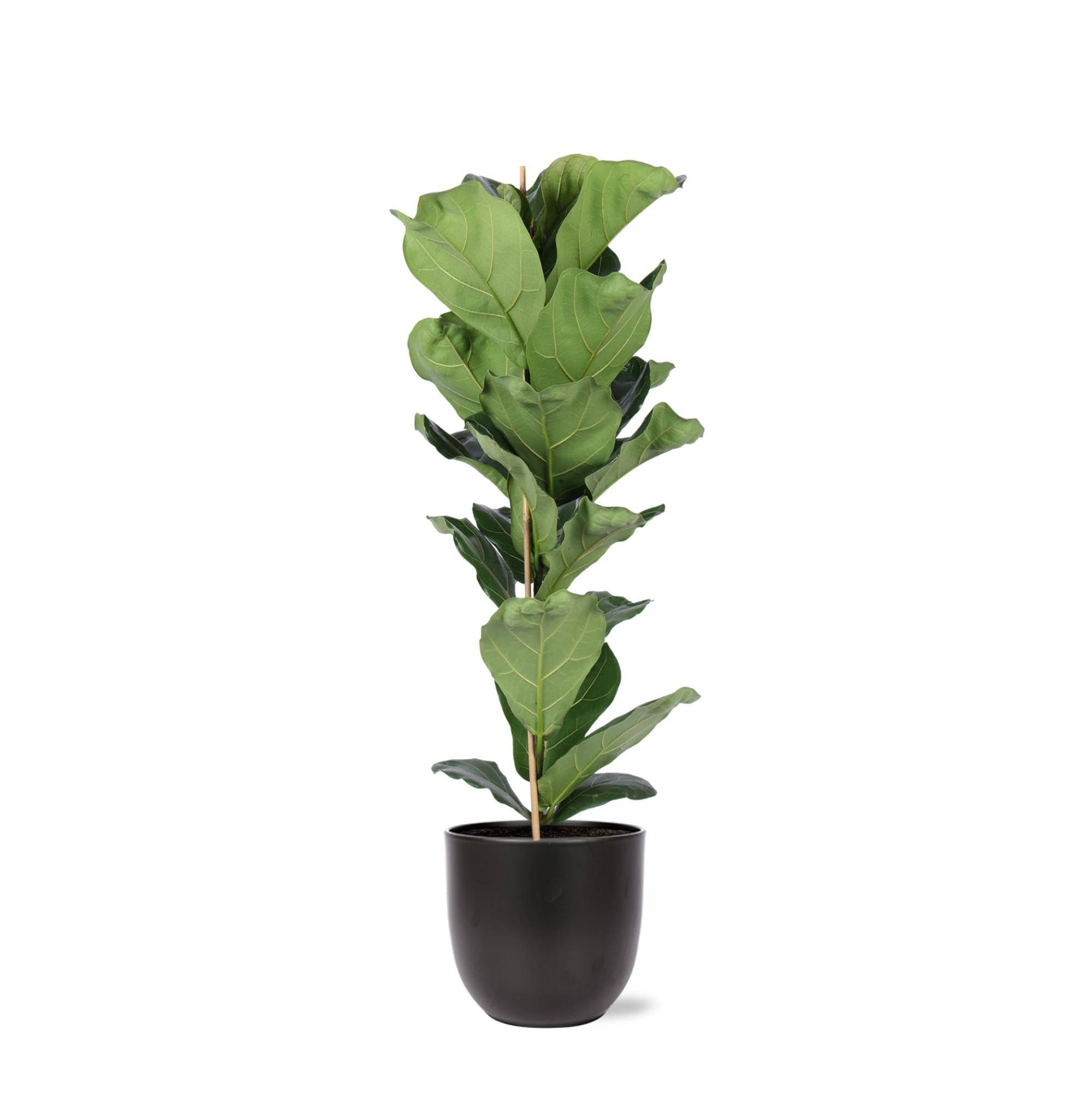La Green Touch - Ficus Lyrata et son pot- La Green Touch Noir - Hauteur 90cm