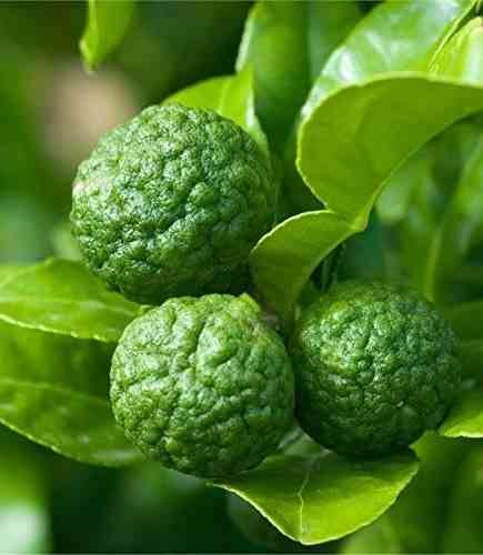 0 - Citrus Hystrix agrumes (Combava, Kaffir lime, combawa, cumbava) Pot de 9 litres -140/160 cm - Image 3