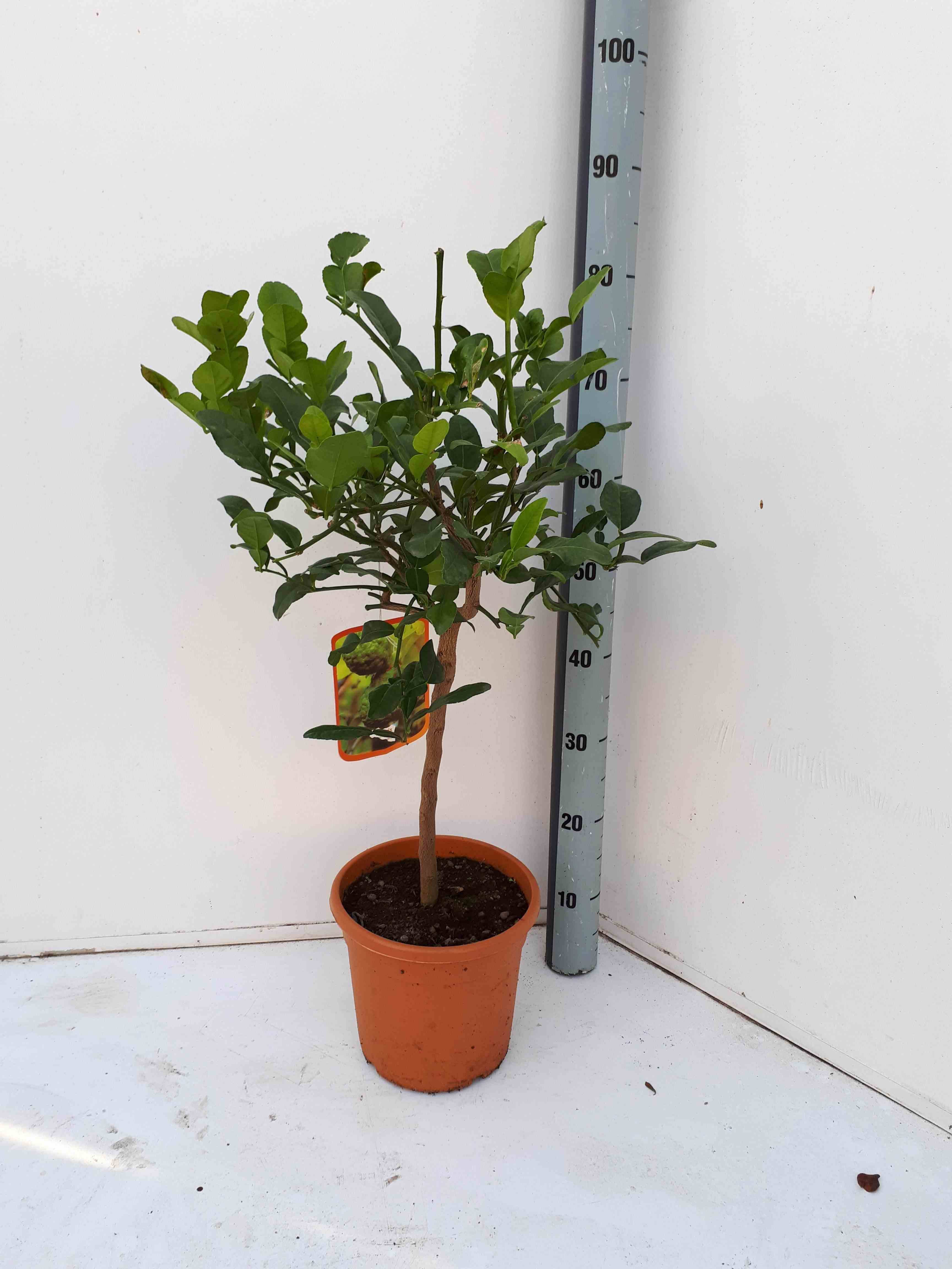 0 - Citrus Hystrix agrumes (Combava, Kaffir lime, combawa, cumbava) Pot de 9 litres -140/160 cm - Image 2