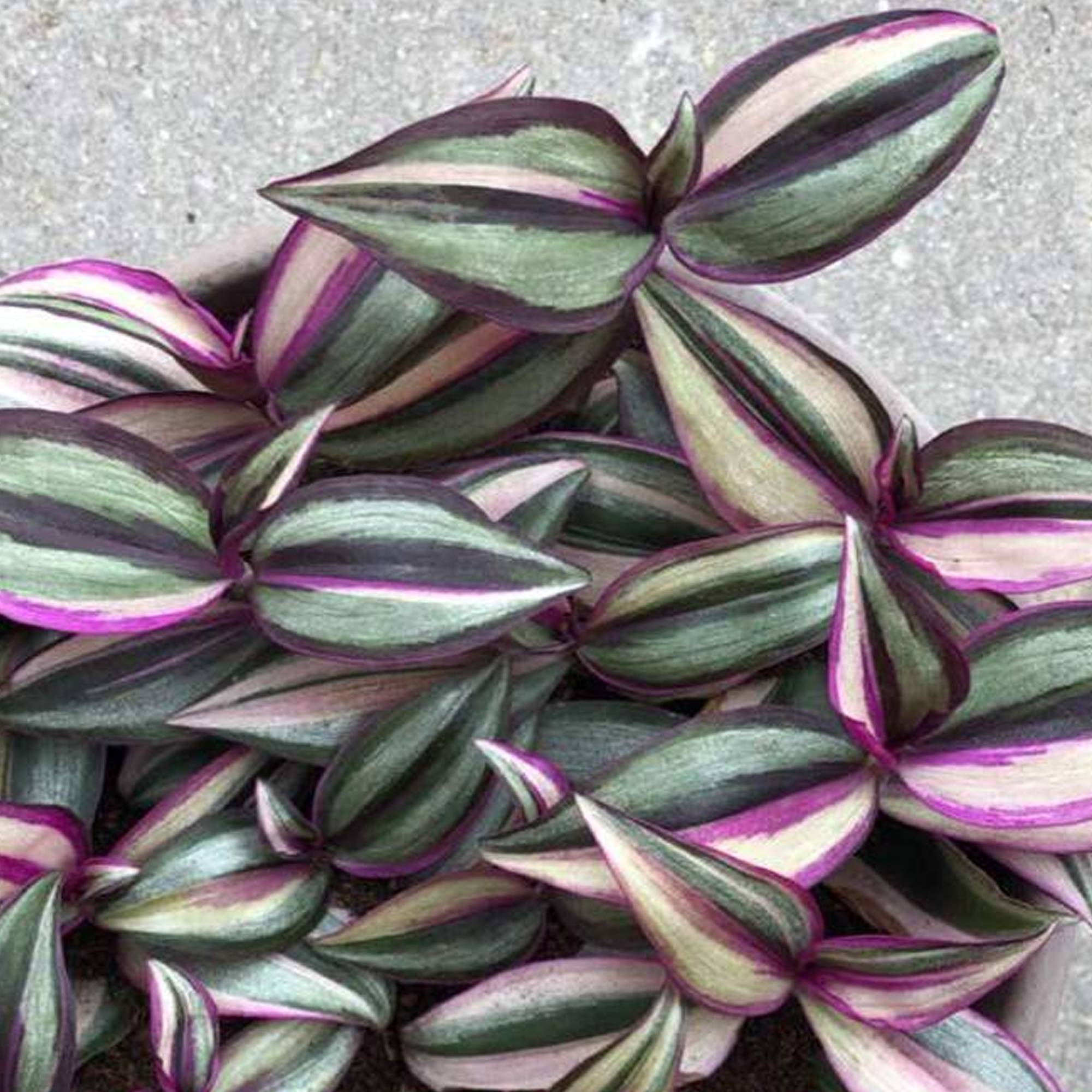 Gardenersdream - Tradescantia Quadricolore | Plante De Bureau À Domicile À Feuillage Persistant Et Coloré De 15 À 25 Cm En Pot - GardenersDream - Image 2