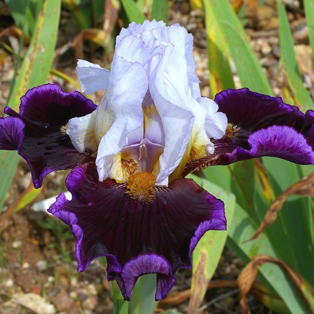 Iris germanica Profond Mystère - Iris des Jardins Godet de 8/9 cm