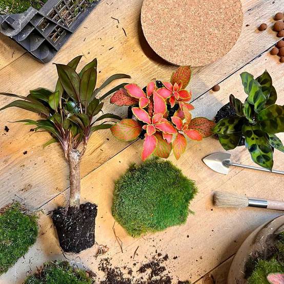 Kit Terrarium - D21 H30cm - Image 2