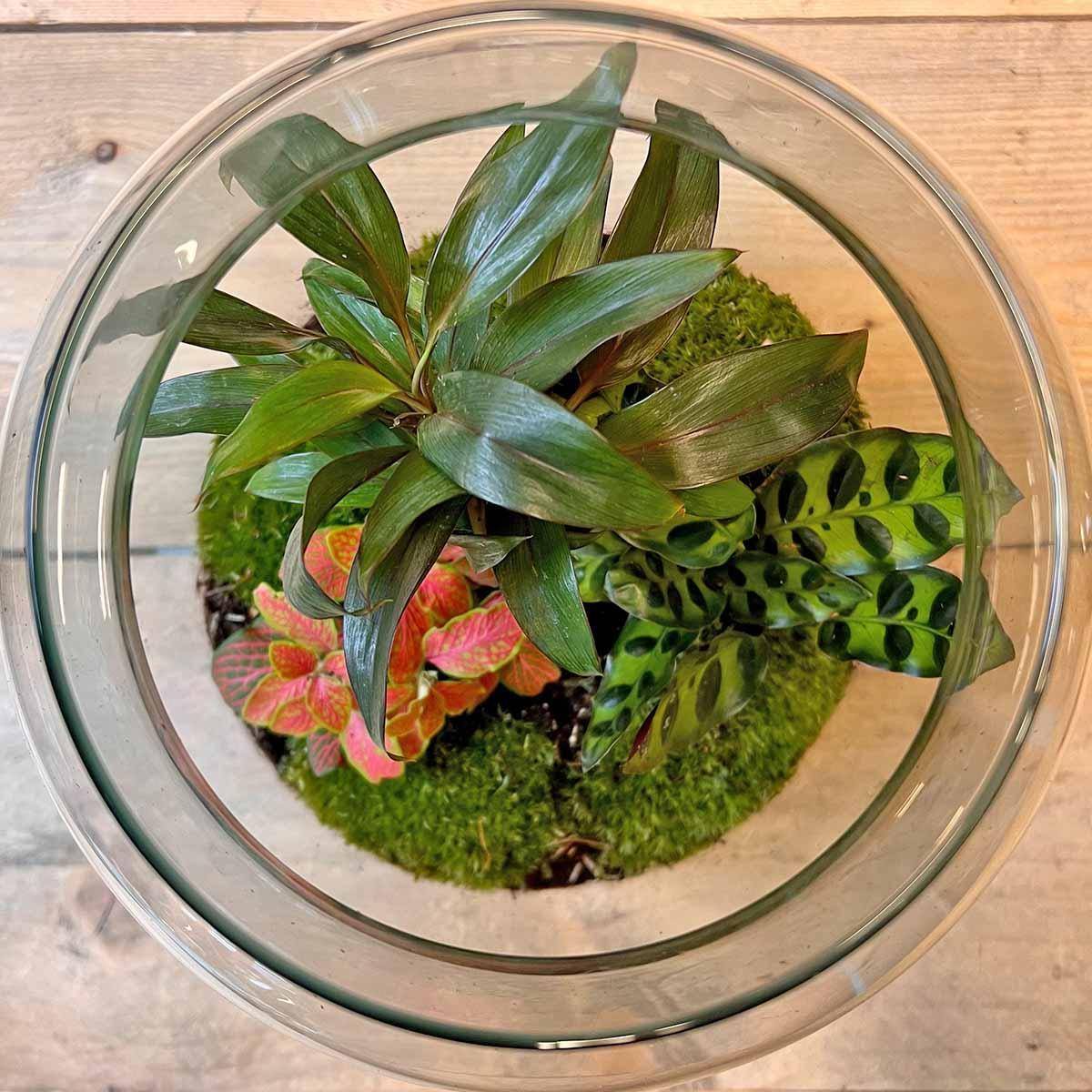 Kit Terrarium - D21 H30cm - Image 3