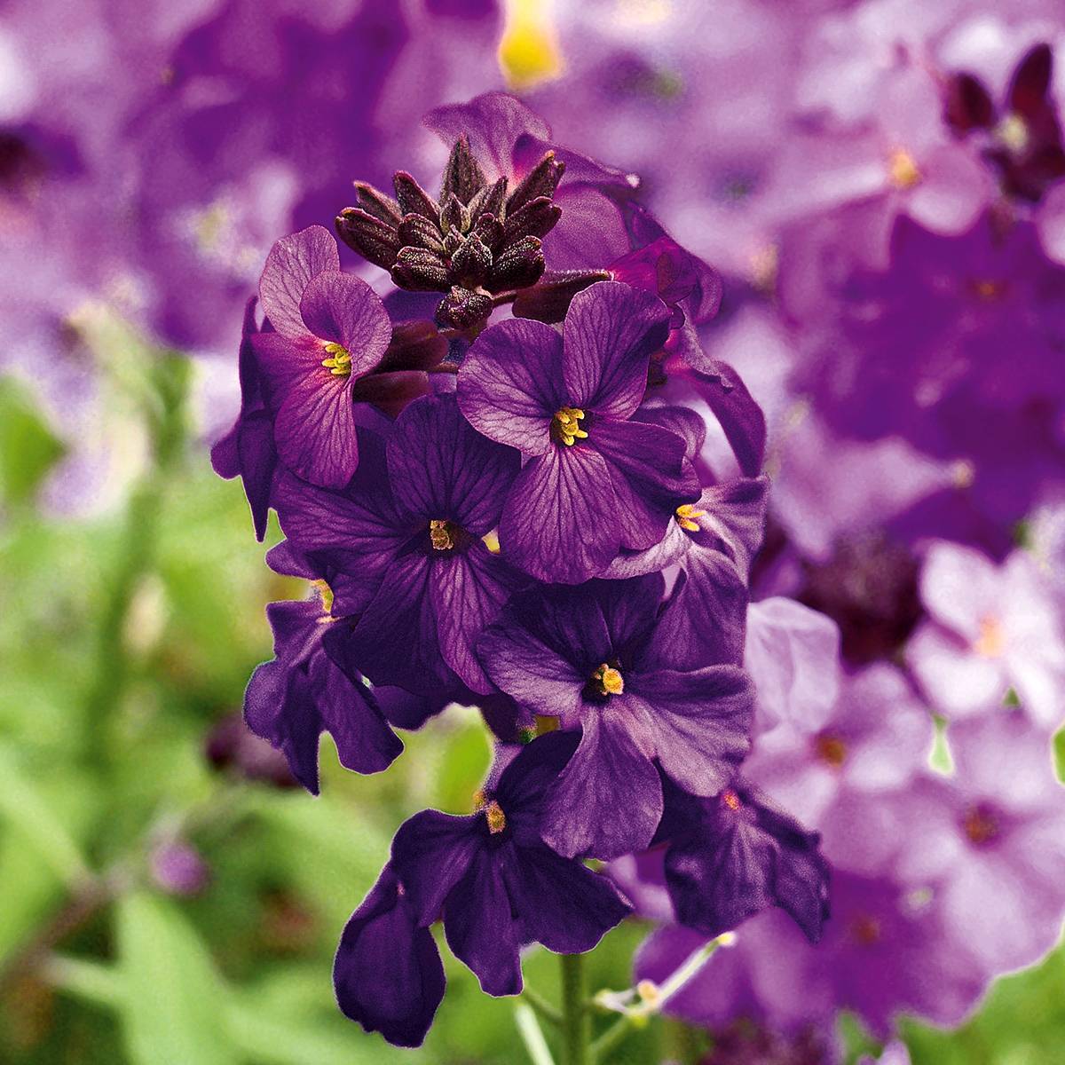 Promesse de Fleurs - Giroflée vivace - Erysimum Poem Lilac Mini-motte Ø 3/4 cm (par 3)