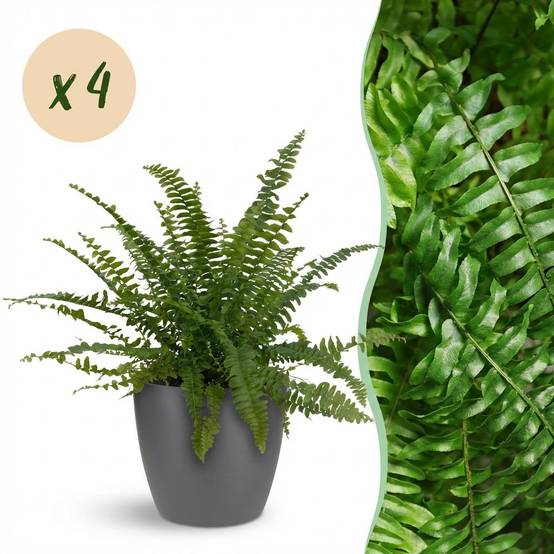 Nephrolepsis Exaltata Vert Lady - H30cm - Image 2