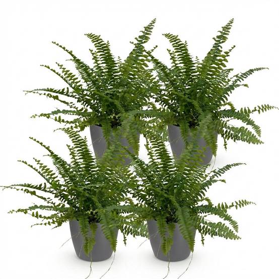 Nephrolepsis Exaltata Vert Lady - H30cm - Image 4