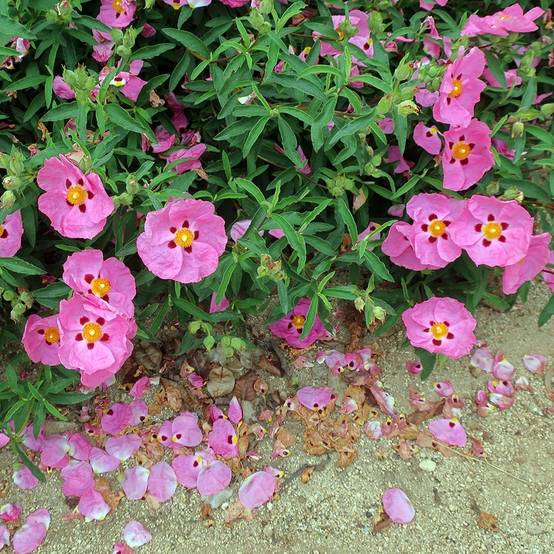 Promesse de Fleurs - Cistus purpureus Betty Taudevin - Ciste pourpre Pot de 2L/3L