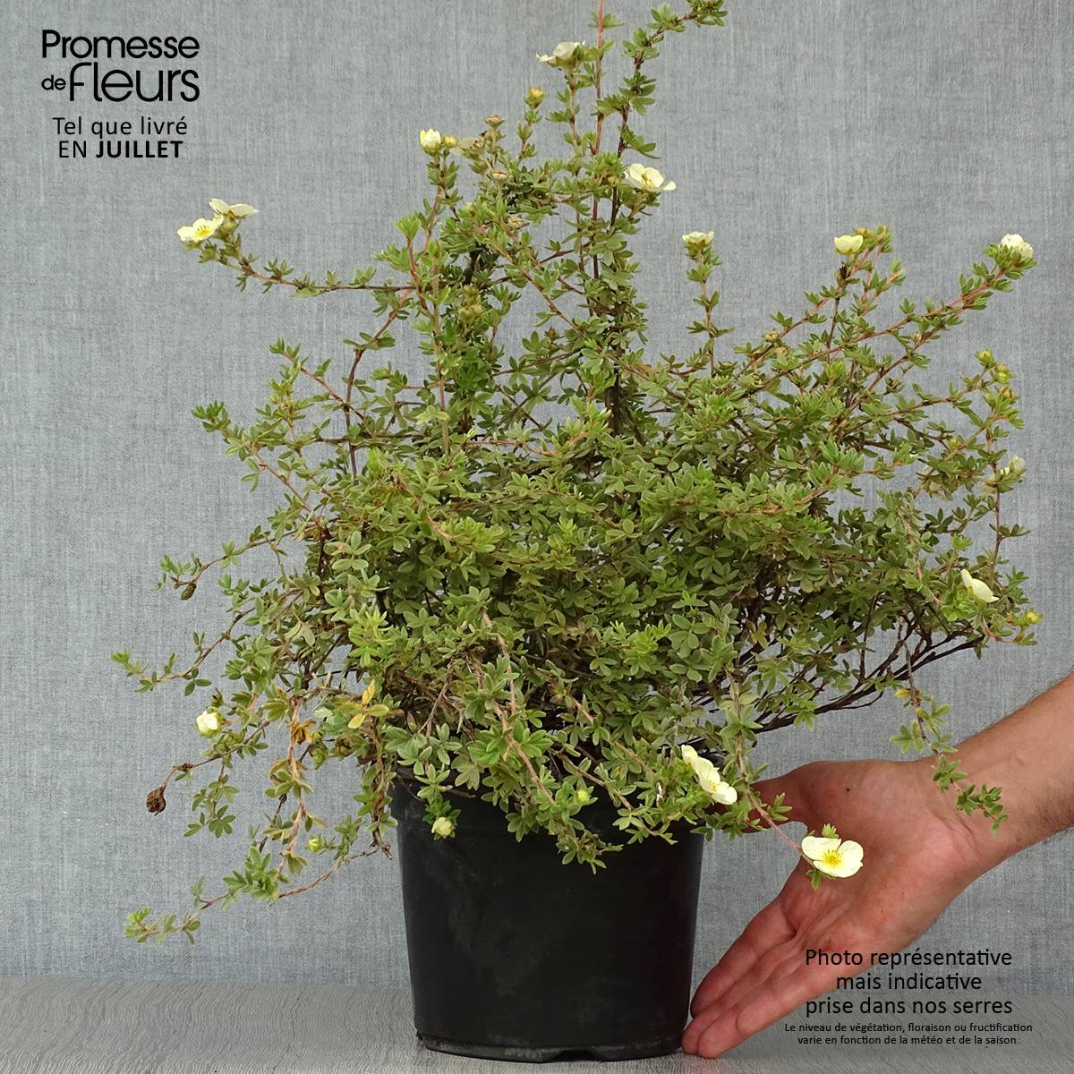 Potentilla fruticosa Primrose Beauty - Potentille arbustive Pot de 2L/3L - Image 2