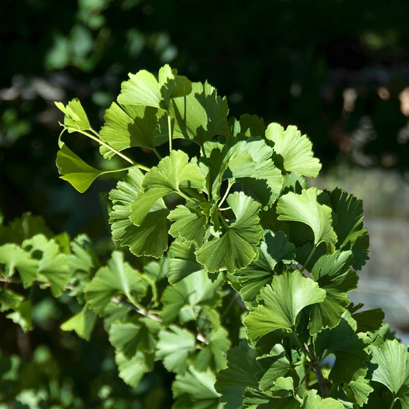 Ginkgo biloba Pendula - Arbre aux quarante écus Pot de 12L/15L, Tige, sur tige