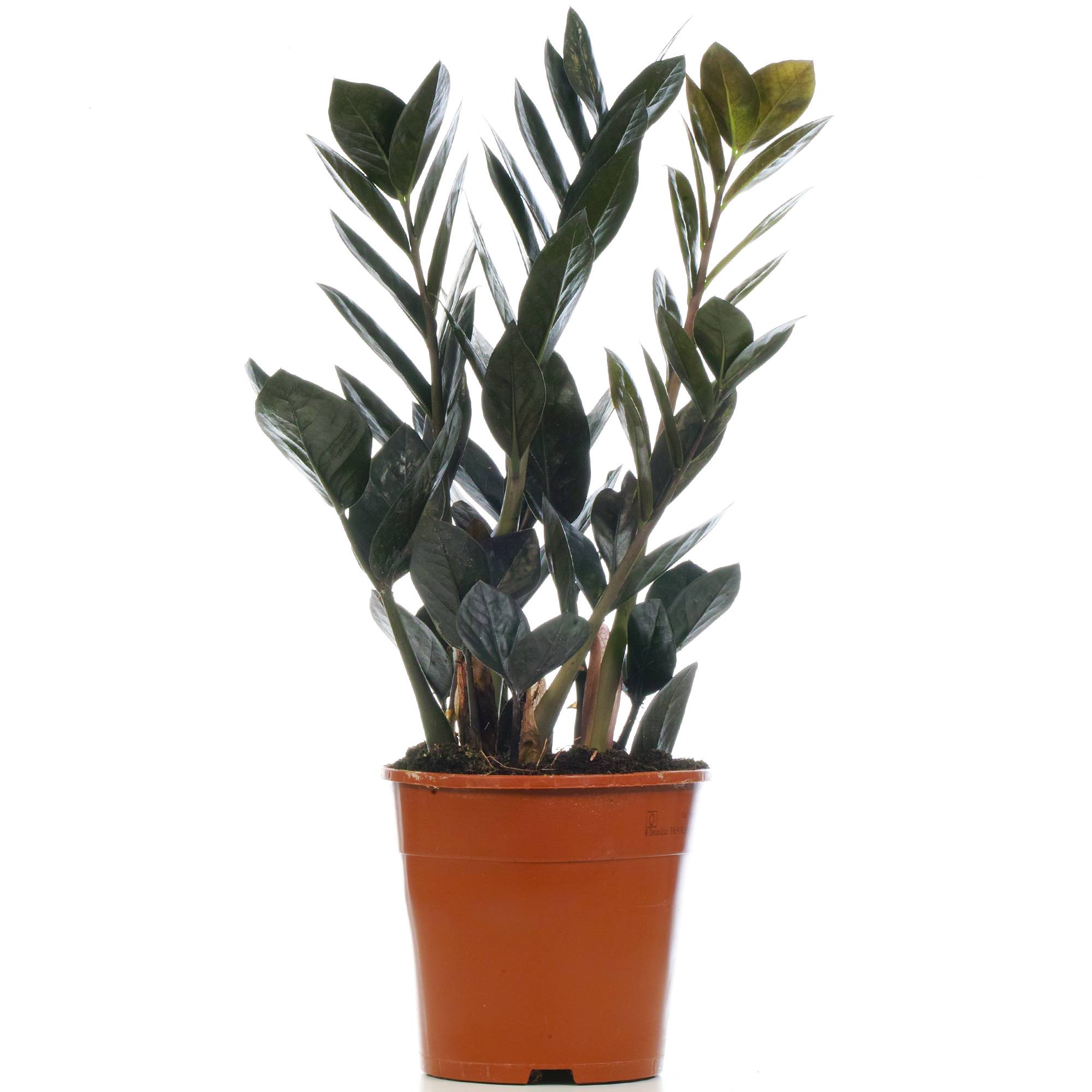 Gardenersdream - 1 X Zamioculcas Noir "Raven" | Plante De Qualité Supérieure Pour La Maison Ou Le Bureau (De 30 À 40 Cm En Pot) - GardenersDream - Image 2