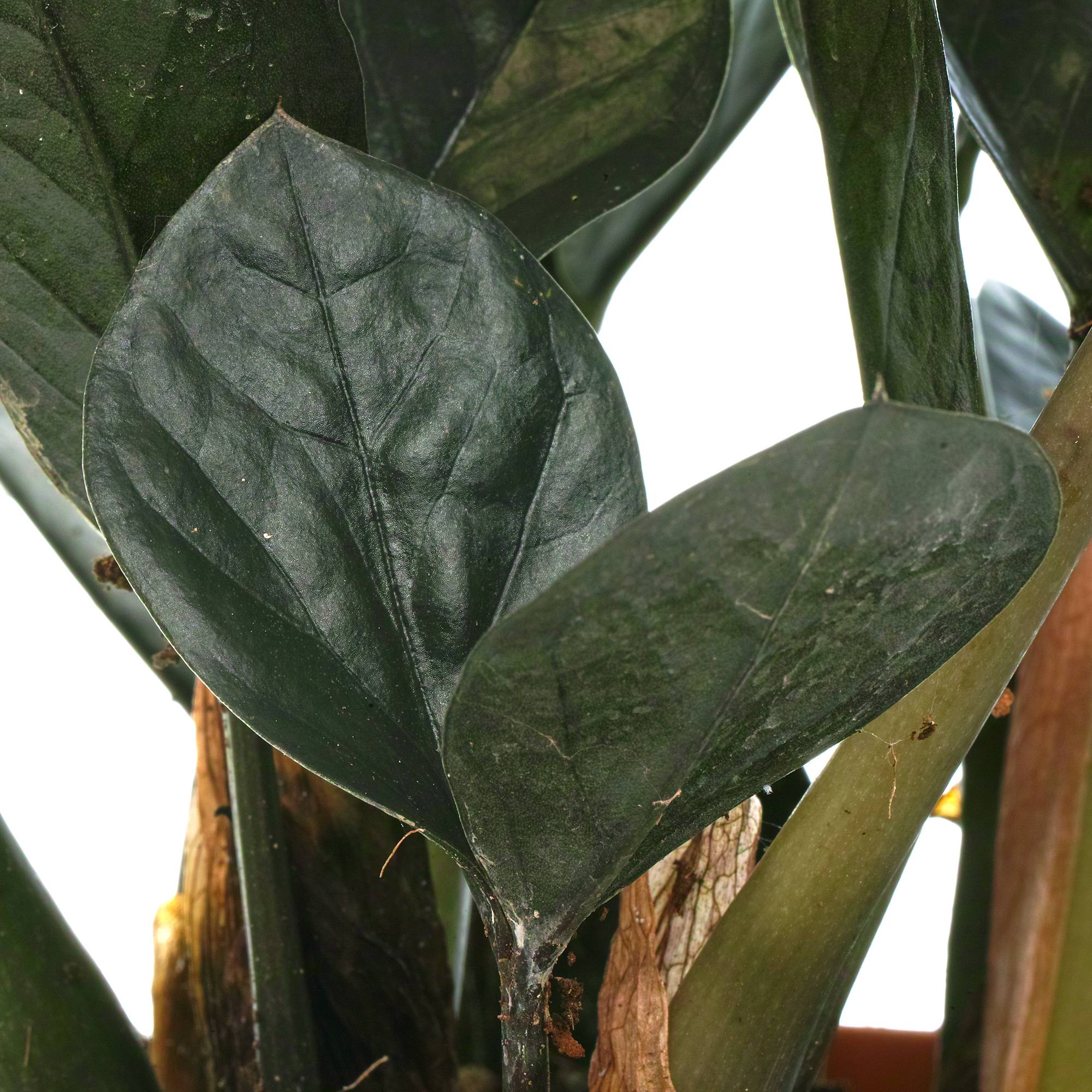 Gardenersdream - 1 X Zamioculcas Noir "Raven" | Plante De Qualité Supérieure Pour La Maison Ou Le Bureau (De 30 À 40 Cm En Pot) - GardenersDream - Image 4