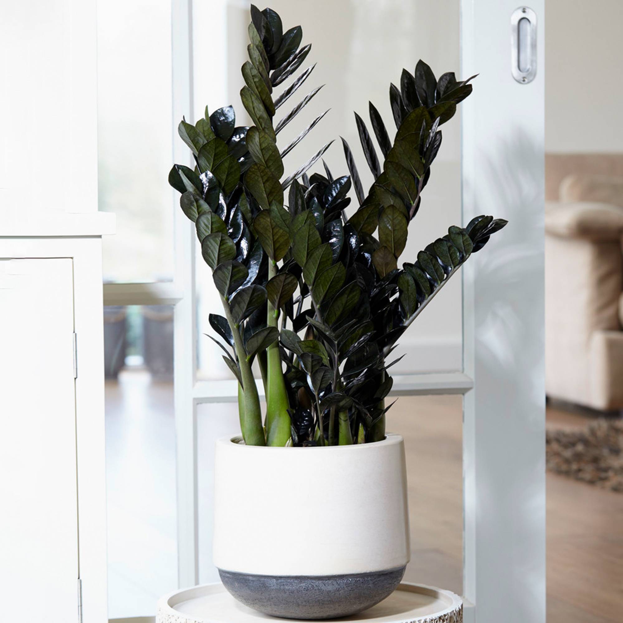 Gardenersdream - 1 X Zamioculcas Noir "Raven" | Plante De Qualité Supérieure Pour La Maison Ou Le Bureau (De 30 À 40 Cm En Pot) - GardenersDream - Image 1