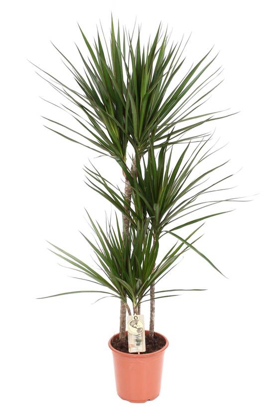 Dracaena Marginata - D21 H120cm